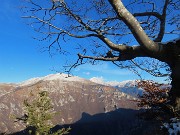 44 Maestoso faggio secolare radicato a precipizio sulla Val Parina 